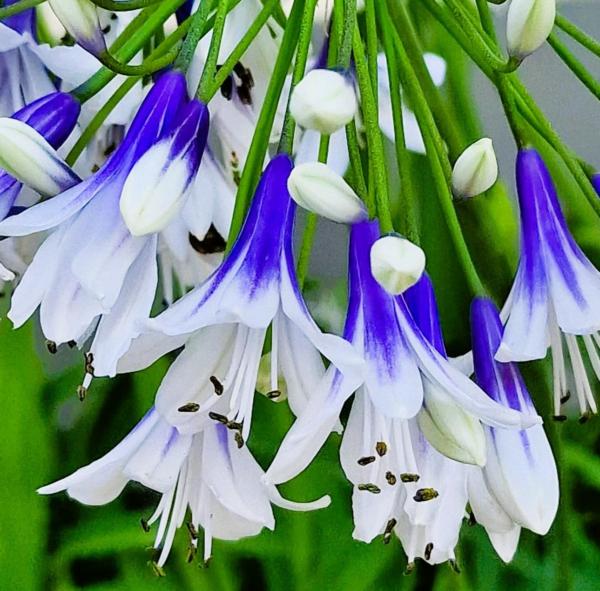 agapanthus fireworks