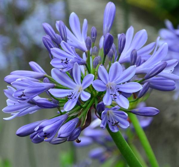 agapanthus glenavon