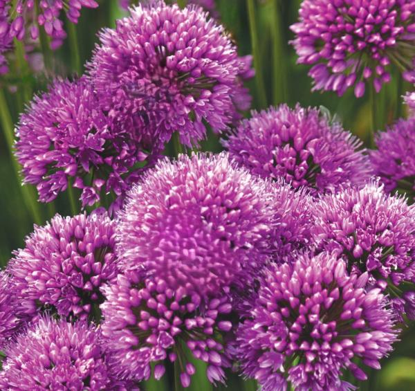 allium millenium