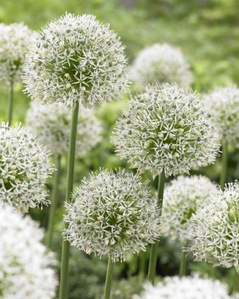 allium mount everest 