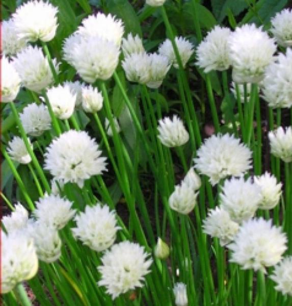 allium schoenoprasum white one