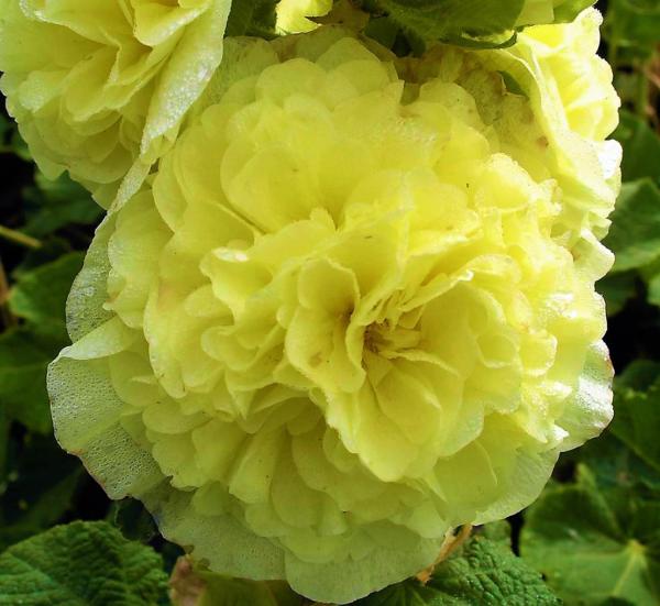 althaea rosea chaters yellow