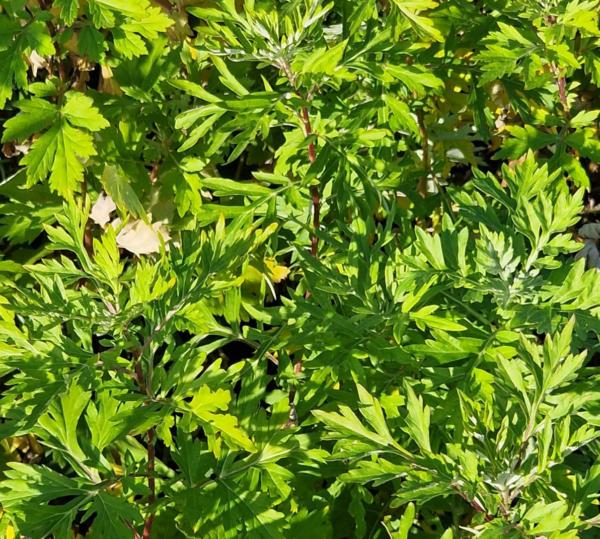 artemisia vulgaris