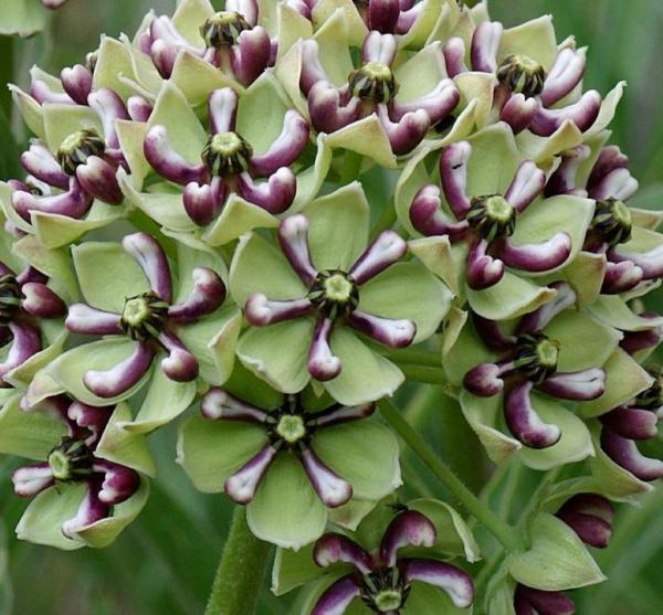 asclepias asperula