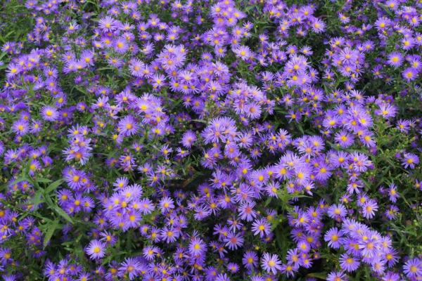 aster ericoides blue wonder