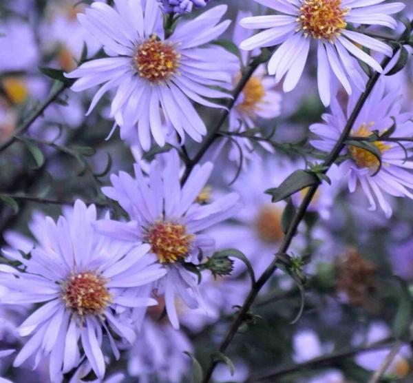 aster laevis