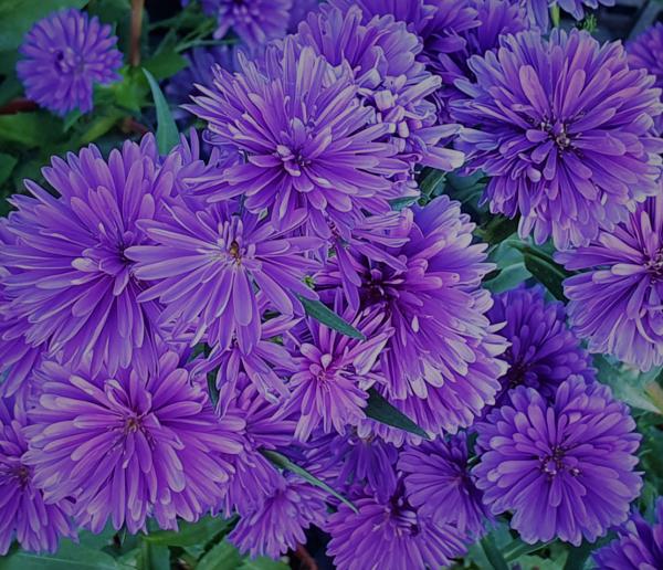 aster n.b. notte d'autunno