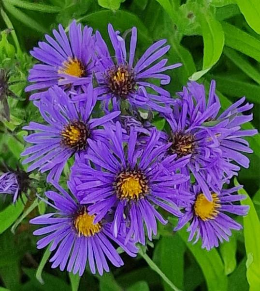 aster n.a. guido en gezelle