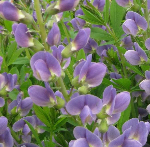 baptisia starlite prairieblues 