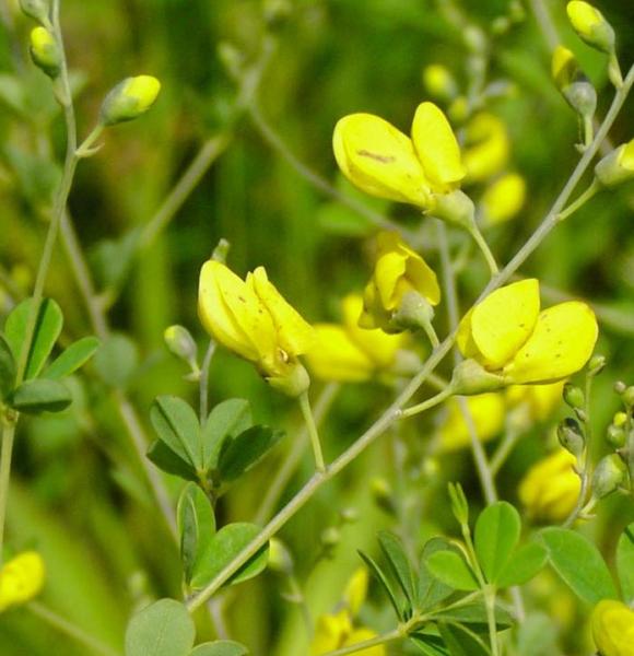 baptisia tinctoria