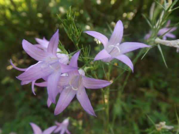 campanula rapunculus