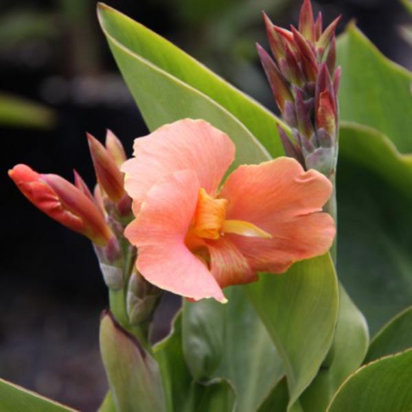 canna chinese coral
