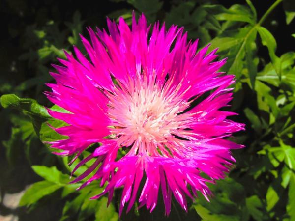 centaurea dealbata pink passion 