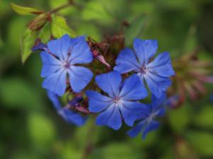 ceratostigma willmottianum