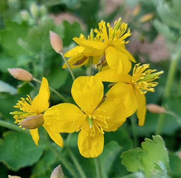 chelidonium majus