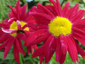tanacetum coccineus robinson red