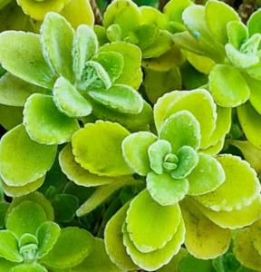 coleus ambonicus