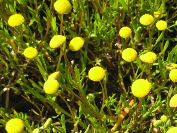 cotula coronopifolia