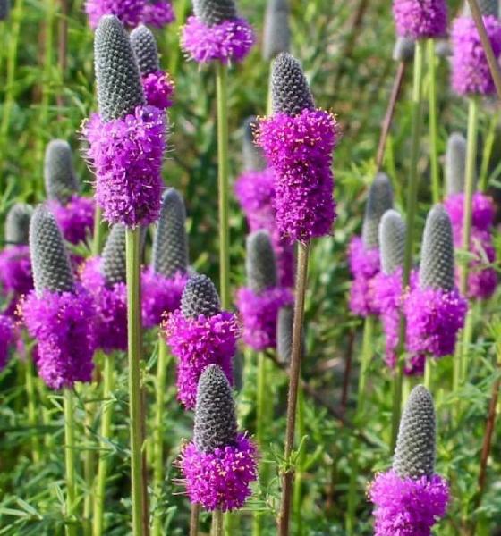 dalea purpurea spehanae