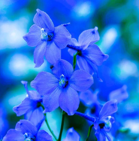 delphinium belladonna bellamosum