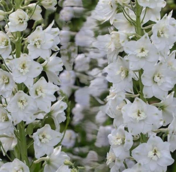 delphinium belladonna casablanca