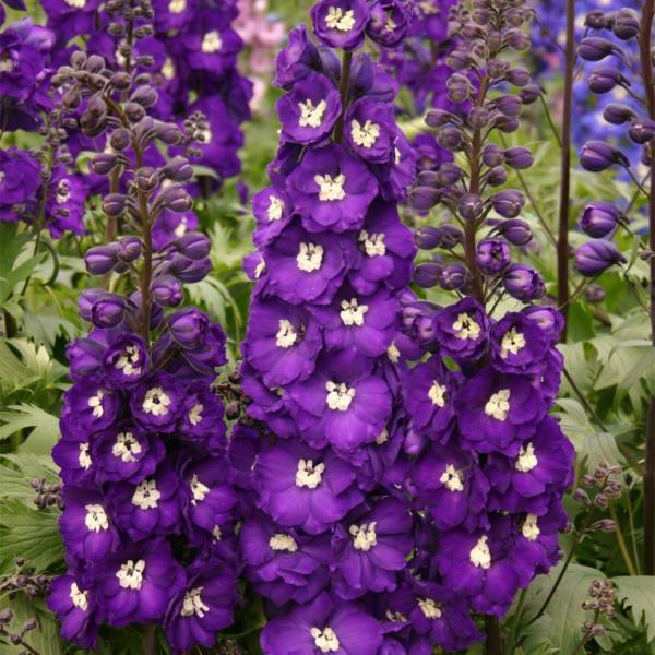 delphinium elatum purple passion