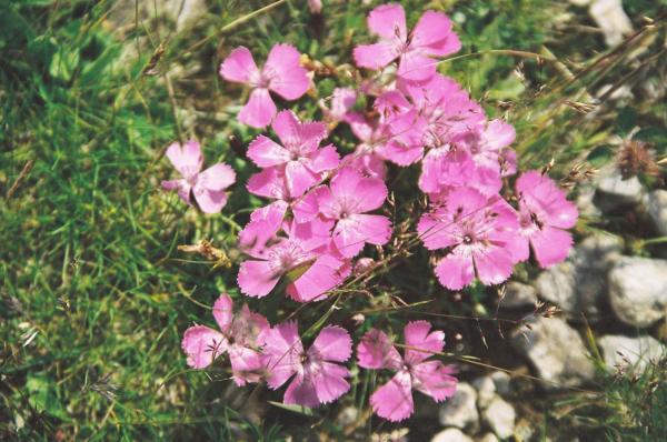 dianthus microlepis