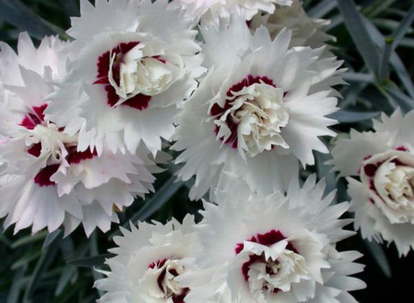 dianthus silver star 