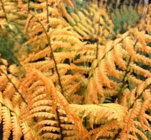 dryopteris wallic. jurassic gold