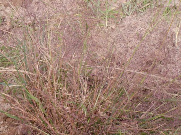 eragrostis spectabilis