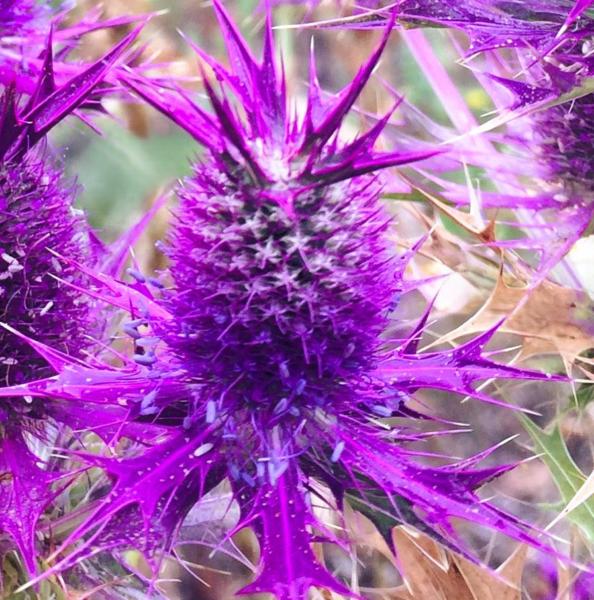 eryngium leavenworthii