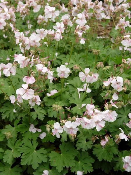geranium cantabrigiense biokovo