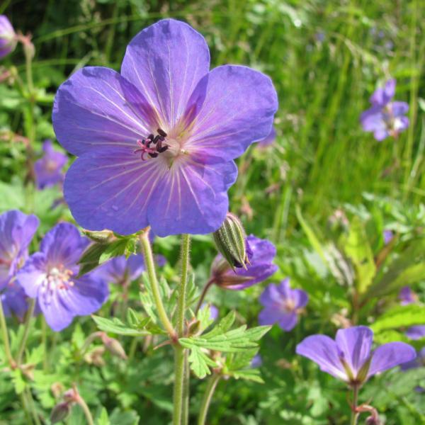geranium grandifl. johnson blue