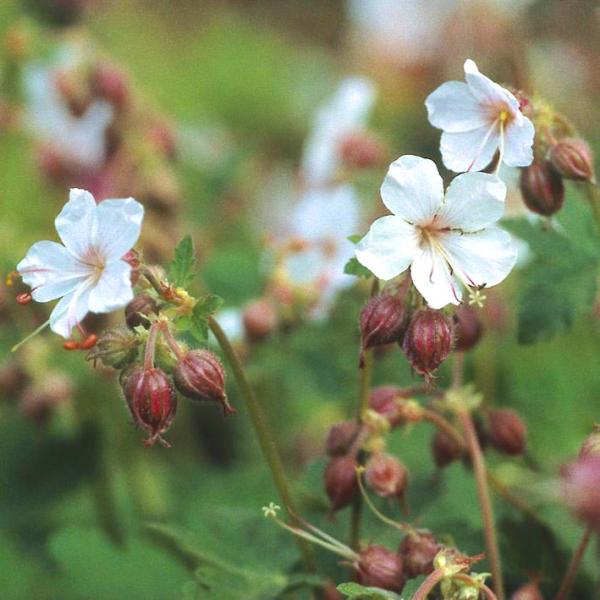 geranium macrorrhizum spessart