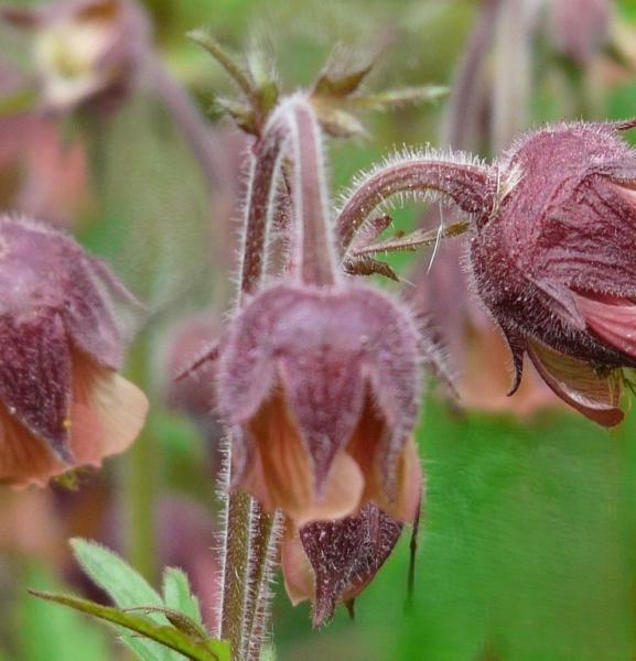 geum rivale