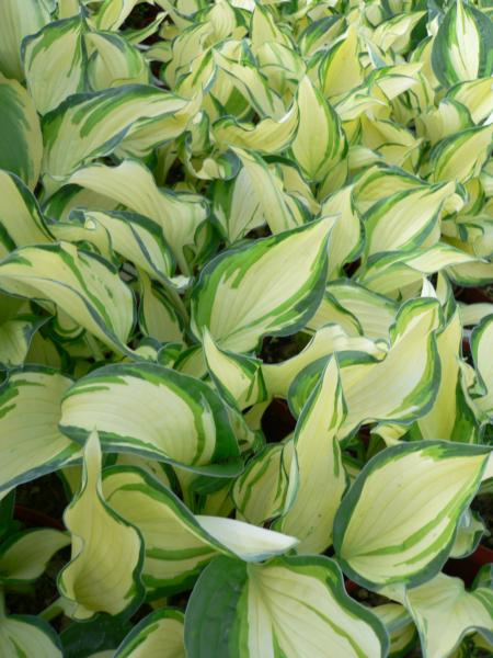 hosta fire and ice