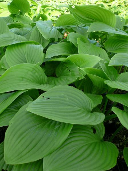 hosta plantaginea grandiflora