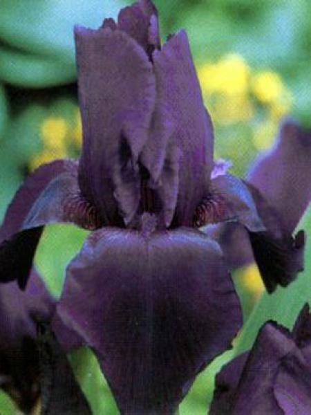 iris germanica black knight