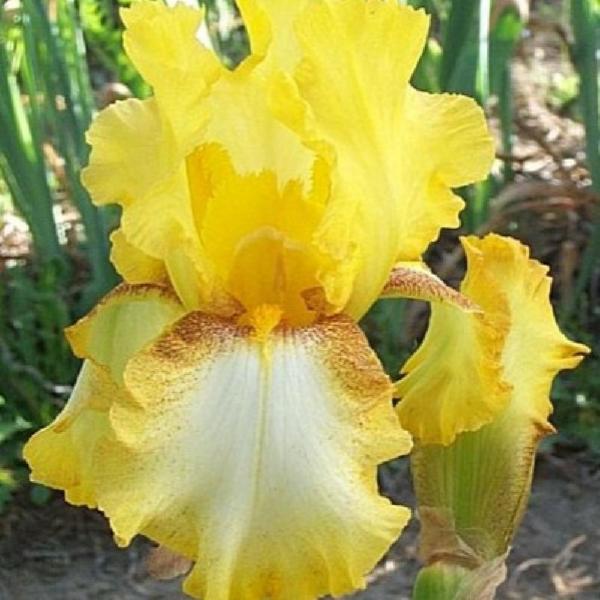 iris germanica radiant apogee