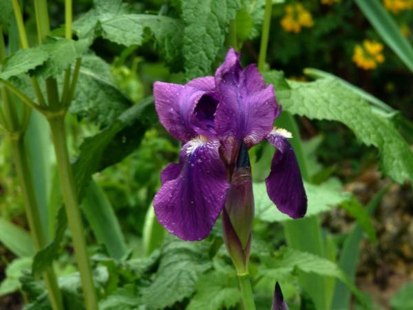 iris germanica swaili