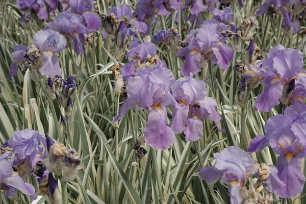 iris pallida argenteo-variegata