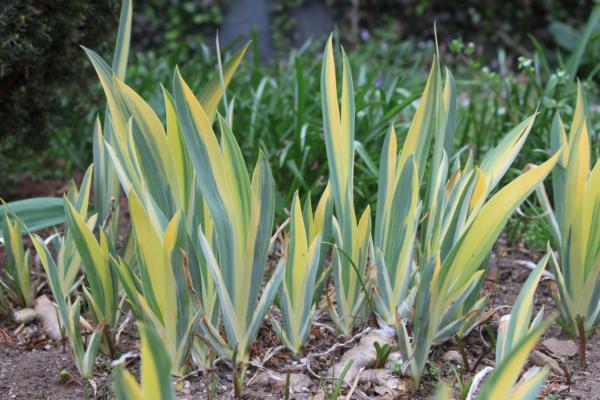 iris pallida aureo-variegata