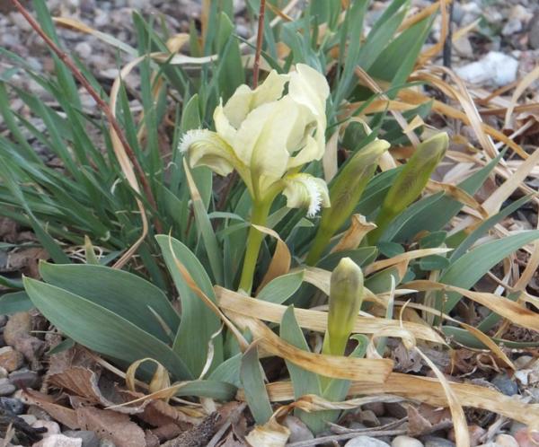 iris pumila bright white