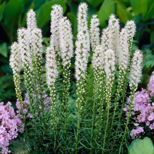 liatris spicata floristan bianco