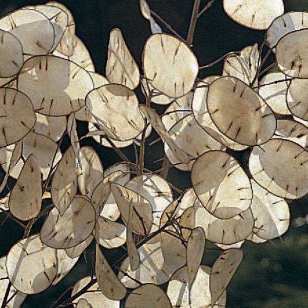 lunaria annua albiflora