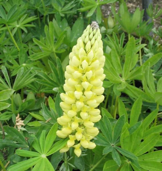 lupinus russell le chandelier