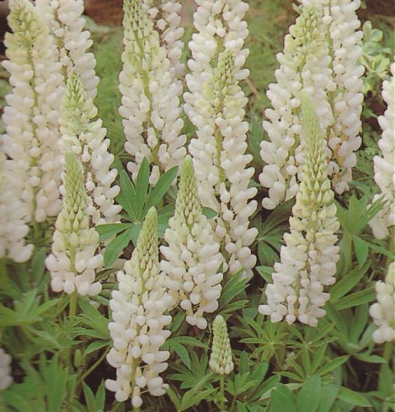 lupinus russell noble maiden