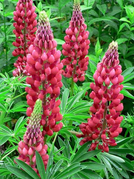 lupinus russell red flame
