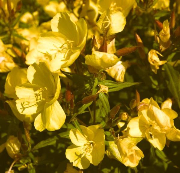 oenothera odorata sulphurea 