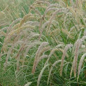 pennisetum orientale fairy tails